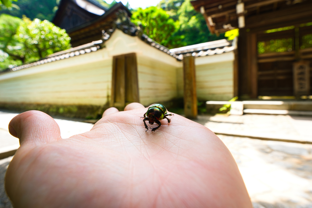 綺麗な虫やな～