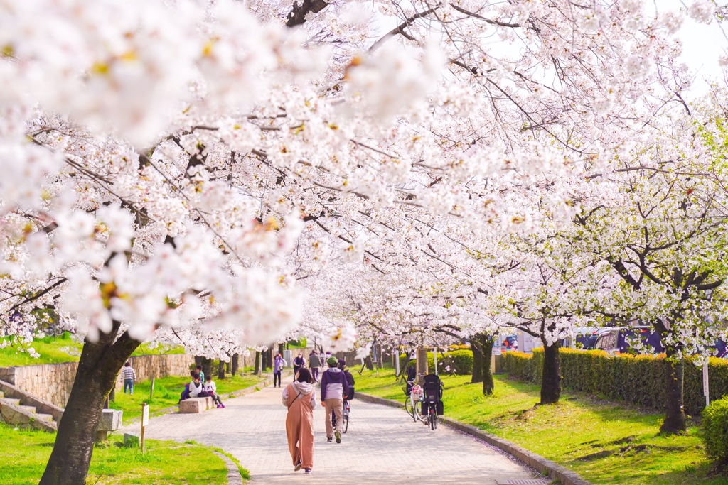 茨木市内の桜1