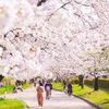 茨木市内の桜1