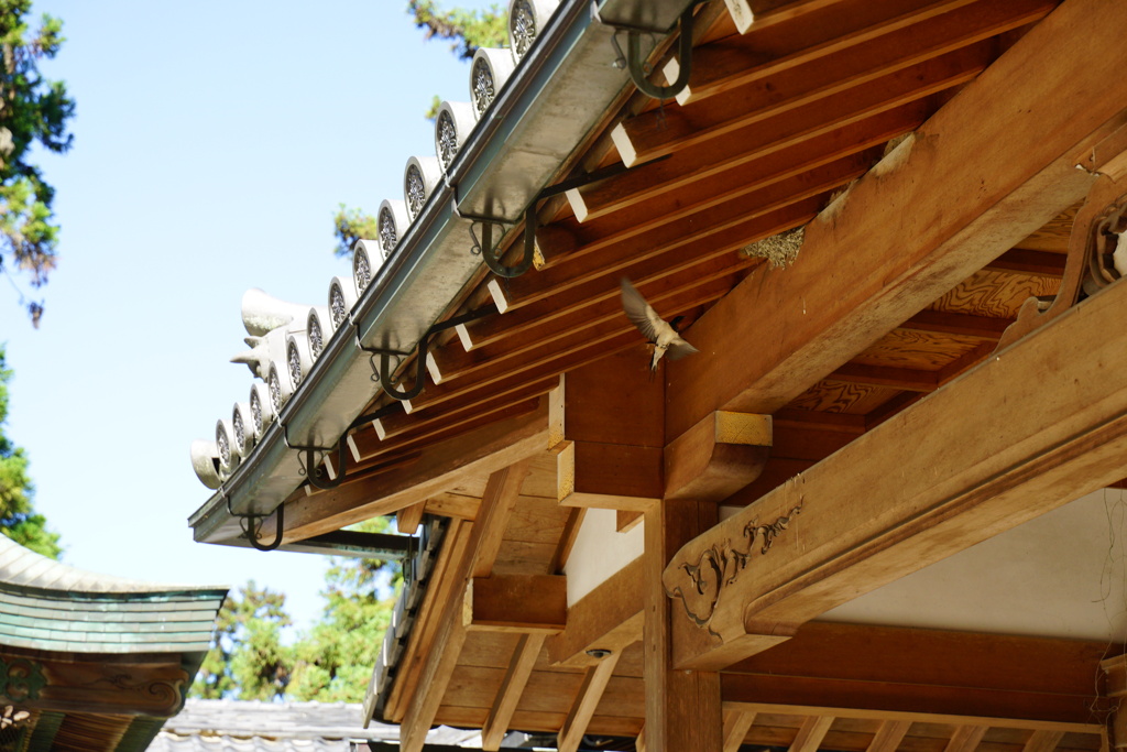 ツバメ界のビバリーヒルズ「寺」