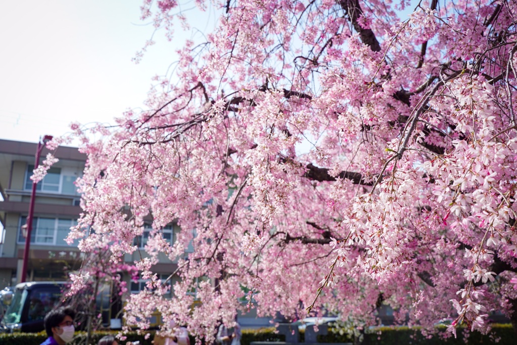 茨木市内の桜2