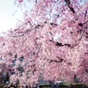 茨木市内の桜2