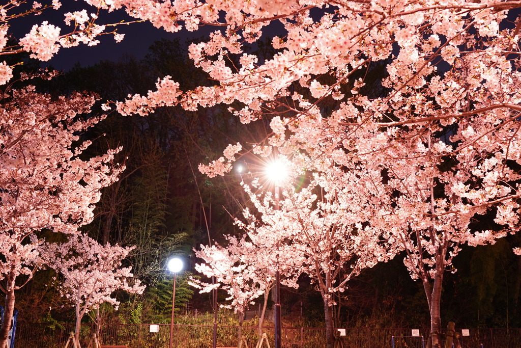 夜の公園