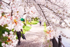 茨木市内の桜1