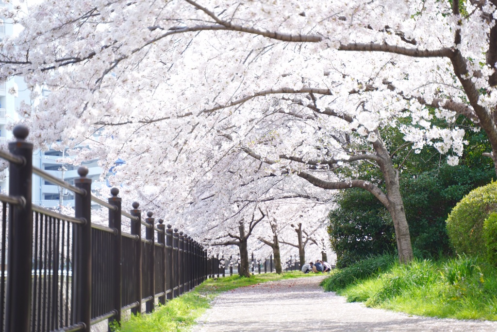 茨木市内の桜3