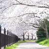茨木市内の桜3