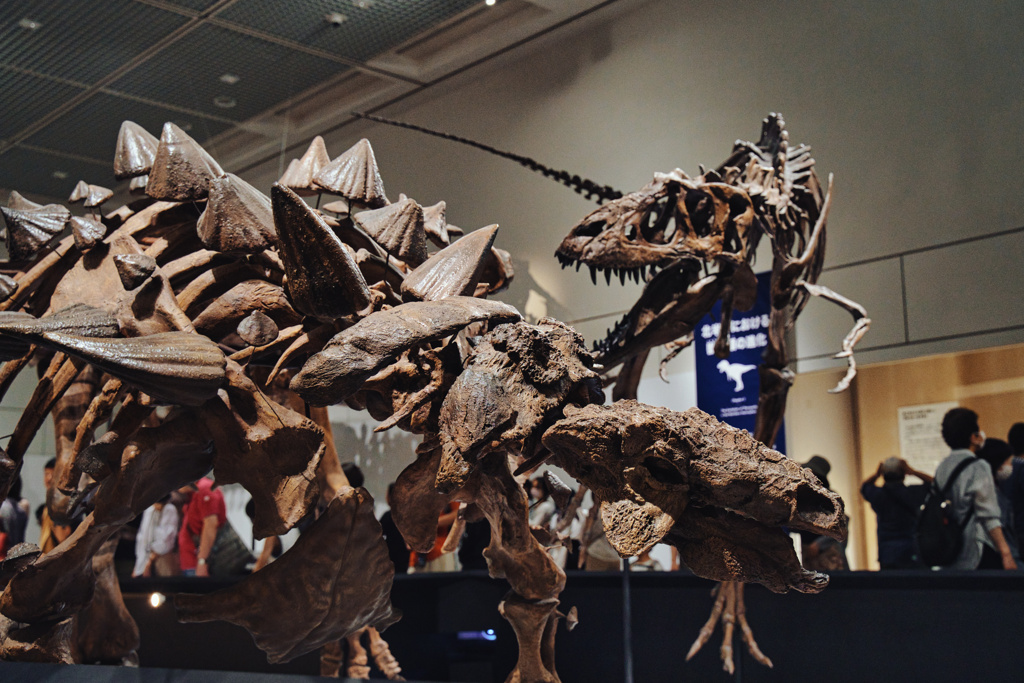 大阪市立自然史博物館にて