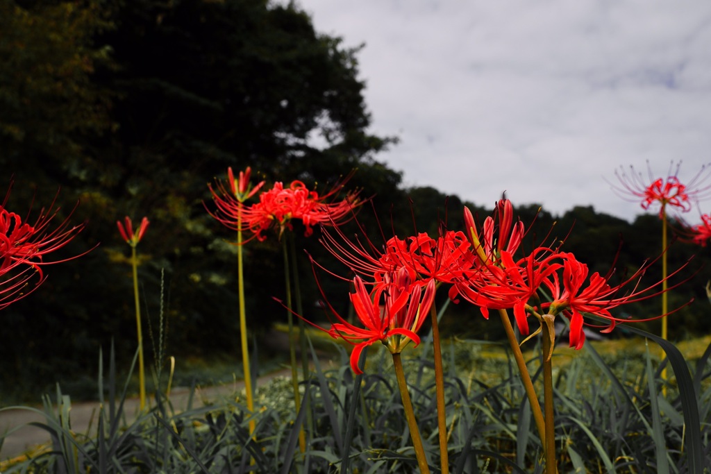 紅く染まる