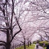 茨木市内の桜4