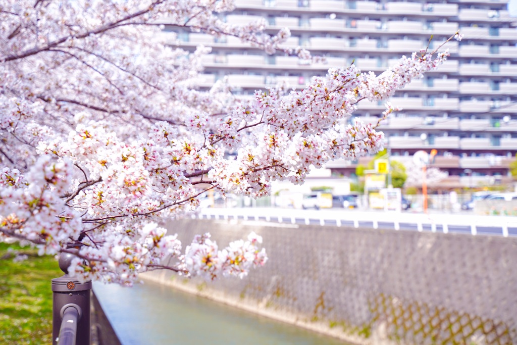 茨木市内の桜5