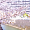 茨木市内の桜5