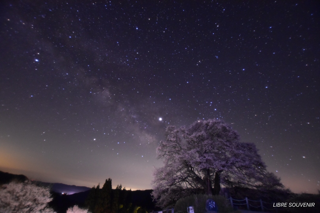 真夜中の醍醐桜