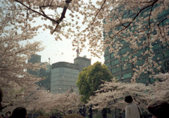 いつかの桜