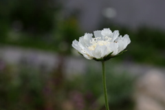 涼しげな、夏の白い花