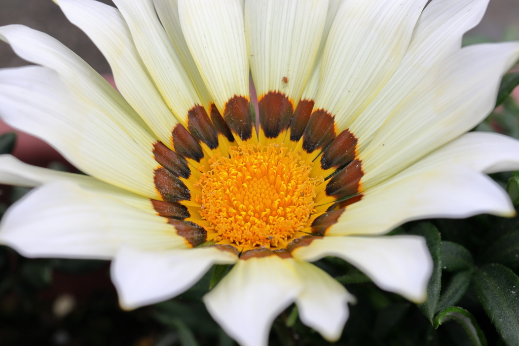 勲章菊
