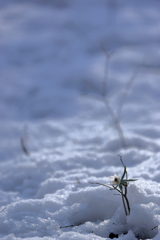 雪とセツブンソウ