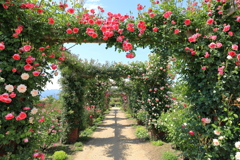 薔薇のアーチ