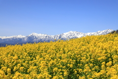 菜の花と北アルプス
