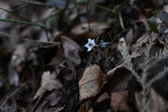 小さな花の気品