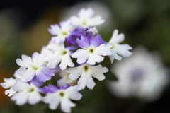 美女桜