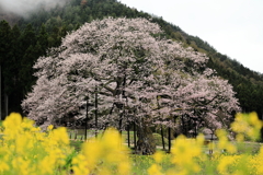 黒部のエドヒガン桜