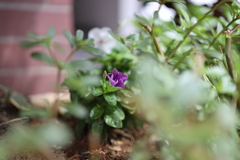紫色の花