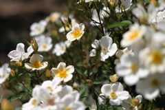 白い薔薇たち