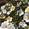 白い薔薇たち