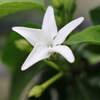 舌切草