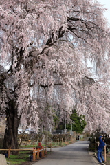 中塩のしだれ桜