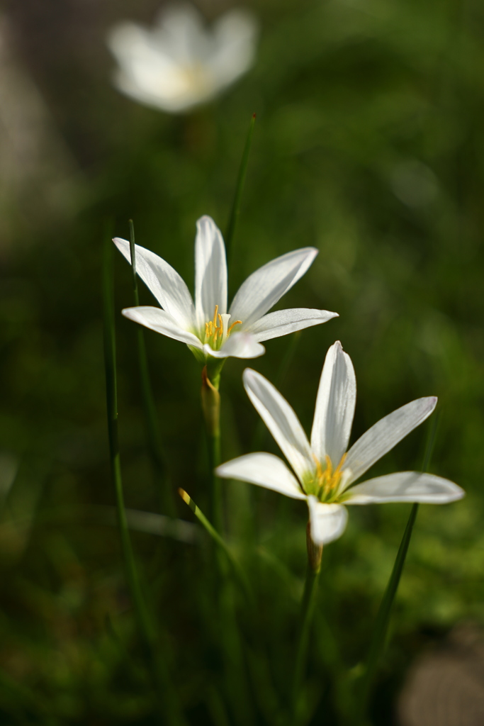 白い花、三輪