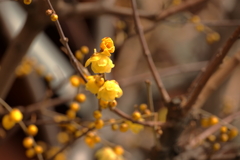 蝋梅