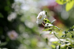 白い薔薇
