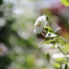 白い薔薇