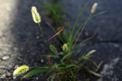 狗尾草、道端で輝く