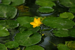 池に浮かぶ黄色い花