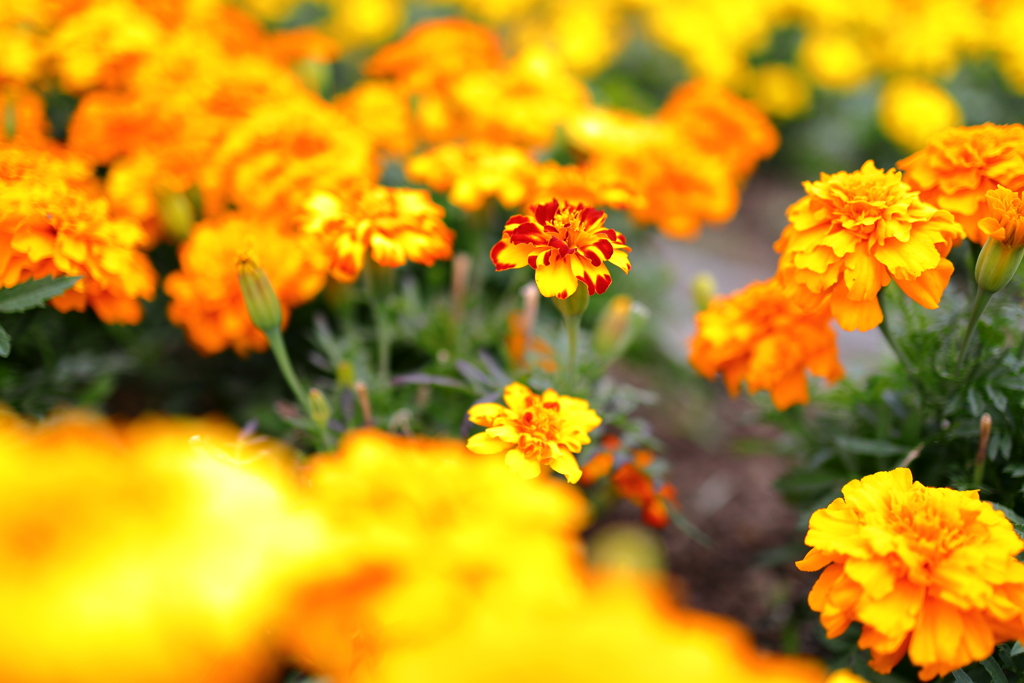 紅黄草