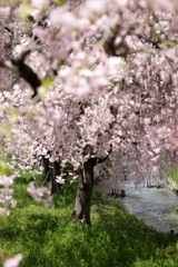 善光寺平用水と枝垂桜