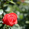 赤い薔薇
