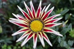 勲章菊