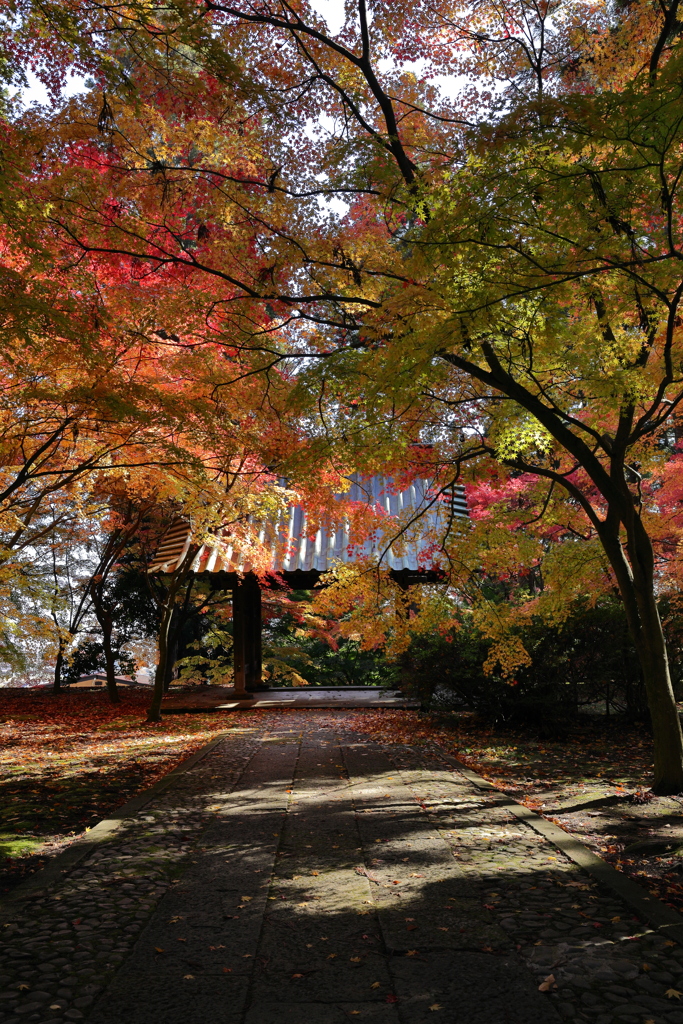 紅葉