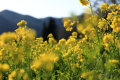 菜の花