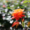 オレンジ色の薔薇
