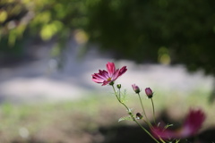 秋桜