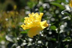 黄色い薔薇