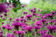 燃え続ける思いの松明花