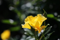 黄色い薔薇