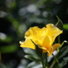 黄色い薔薇