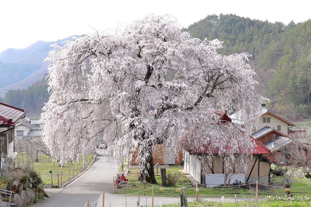 中塩のしだれ桜と阿弥陀堂