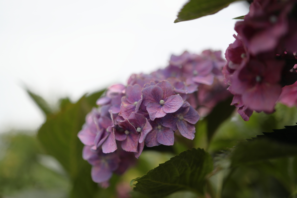 紫陽花